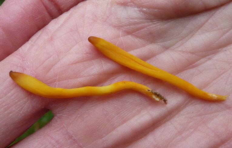 Clavulinopsis (fusiformis)