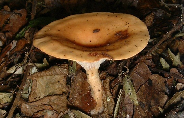 Clitocybe gibba
