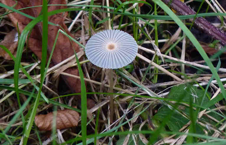 Coprinus plicatilis