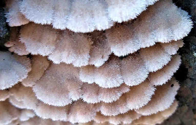 Creolophus cirrhatus