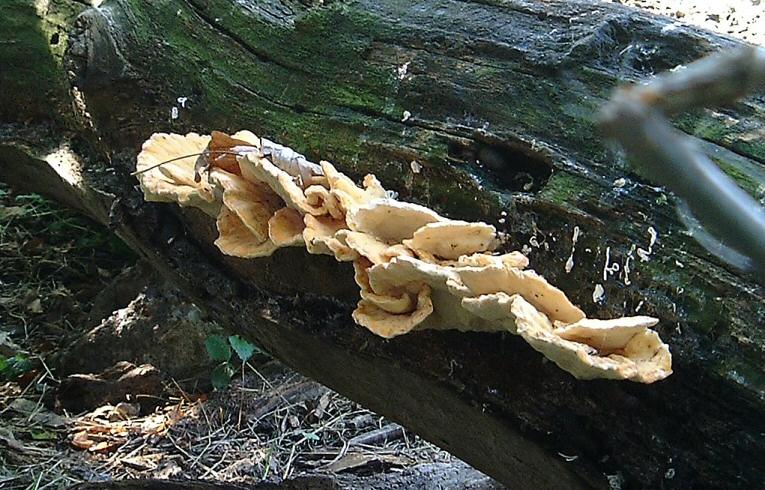 Grifola frondosa