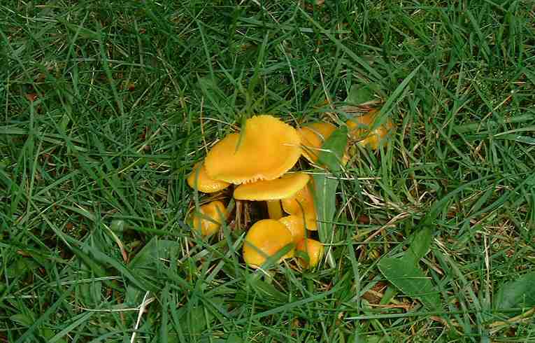 Hygrocybe ceracea