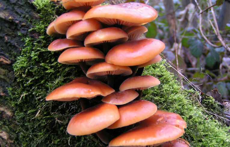 Hypholoma sublateritium?