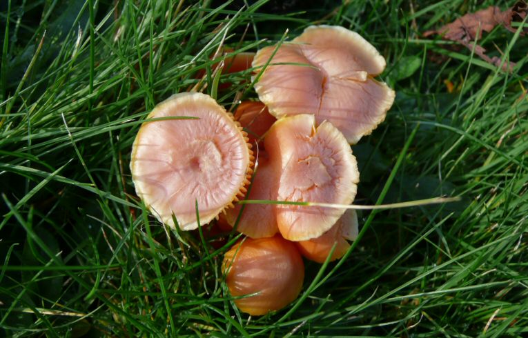 Laccaria laccata