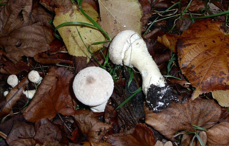 Lycoperdon