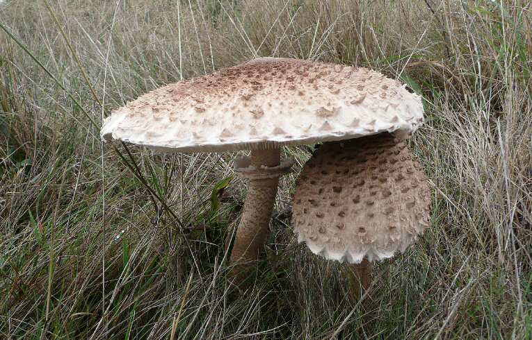 Lepiota procera