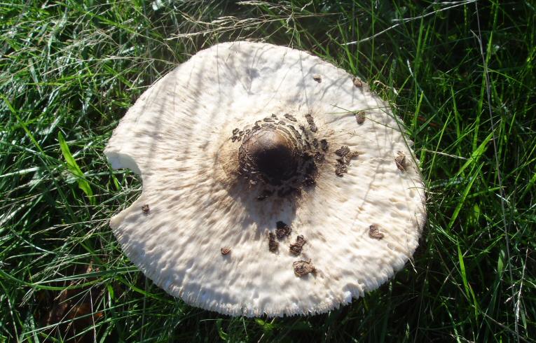 Macrolepiota procera