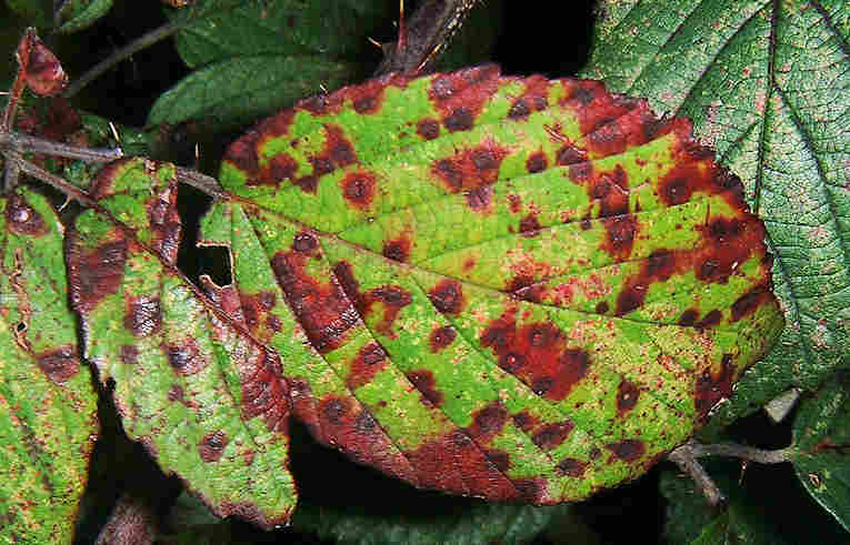 Phragmidium violaceum