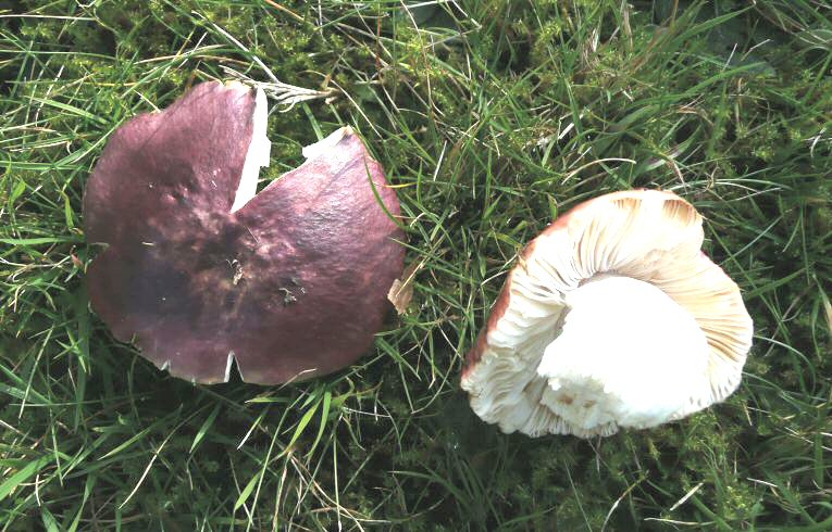 Russula atropurpurea