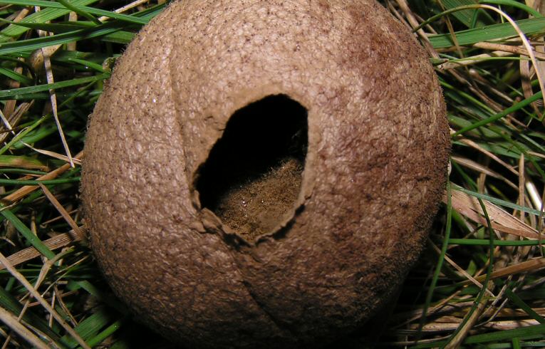 Scleroderma areolatum