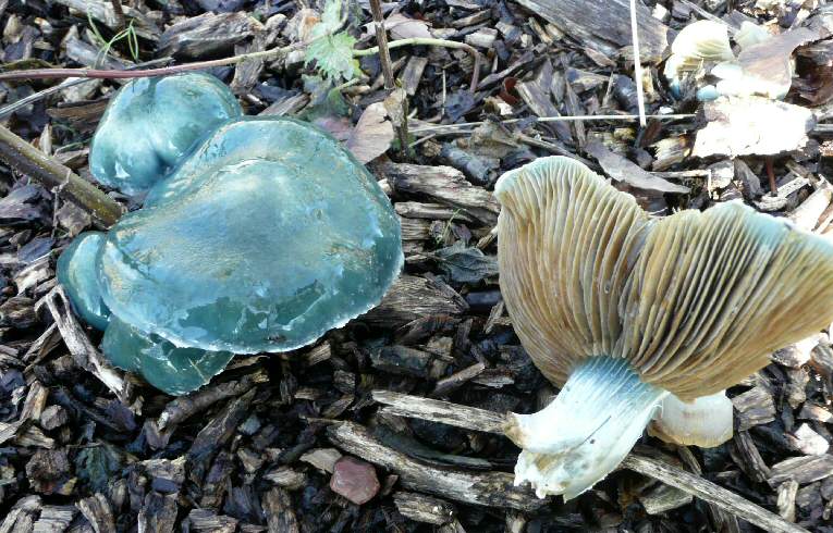 Stropharia aeruginosa