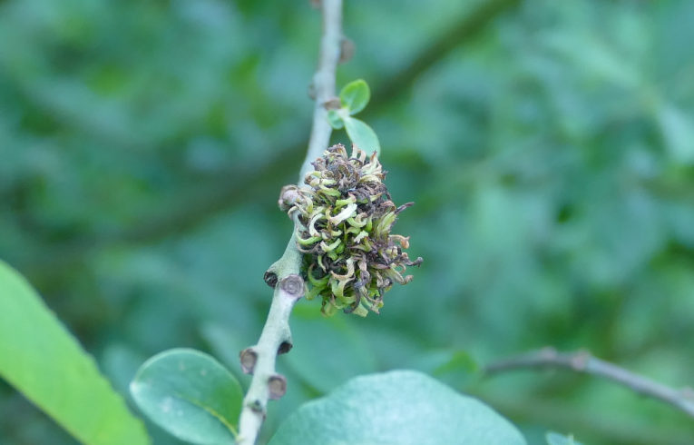 unknown causative agent