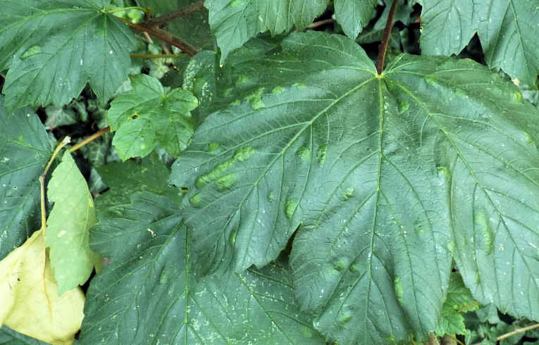 Aceria pseudoplatani