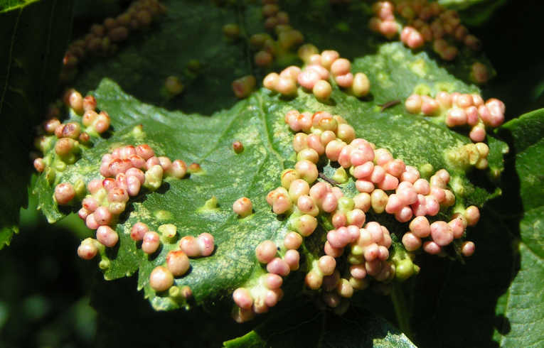 Eriophyes tetanothorax ?