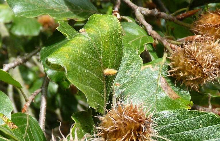 Hartigiola annulipes