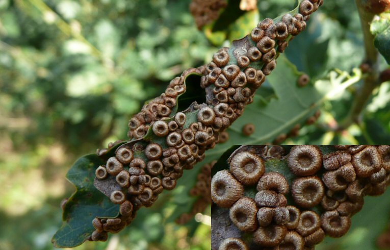 Neuroterus numismalis