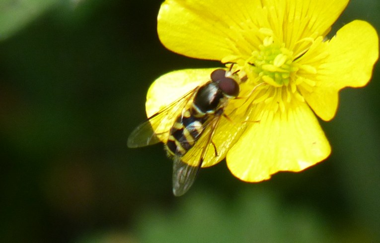 Dasysyrphus albostriatus
