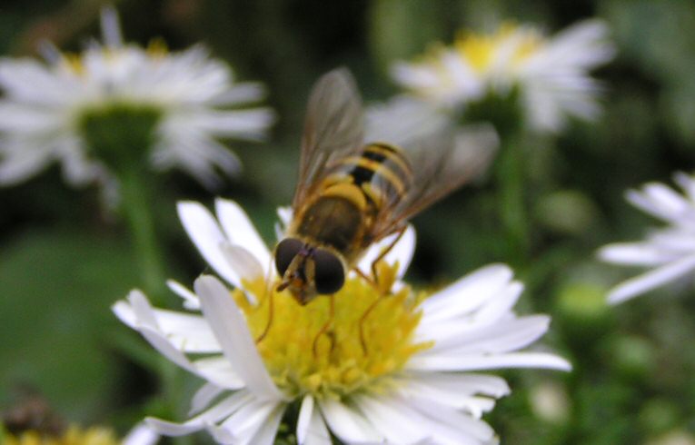 Epistrophe nitidicollis