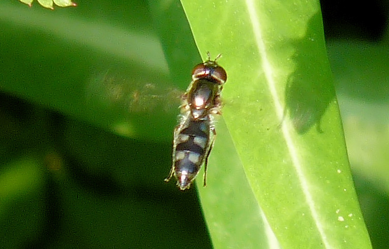 Platycheirus ambiguus