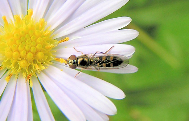 Platycheirus clypeatus?