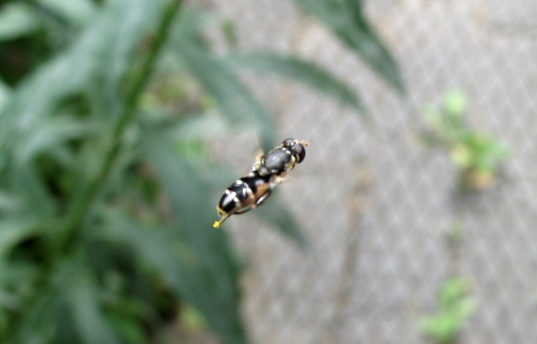 Syritta pipiens