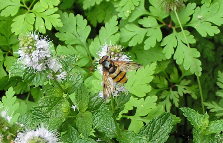 Volucella inanis?