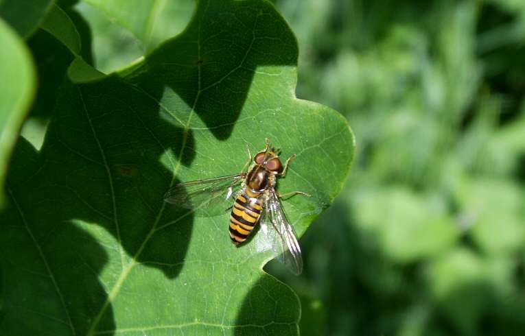 Episyrphus balteatus