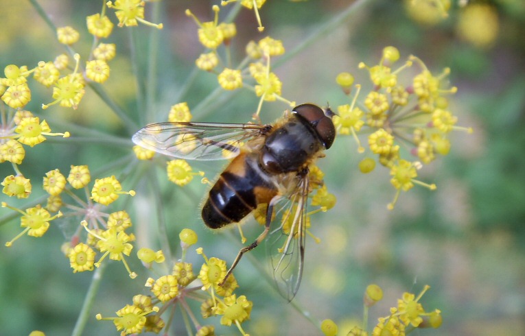 Eristalis pertinax
