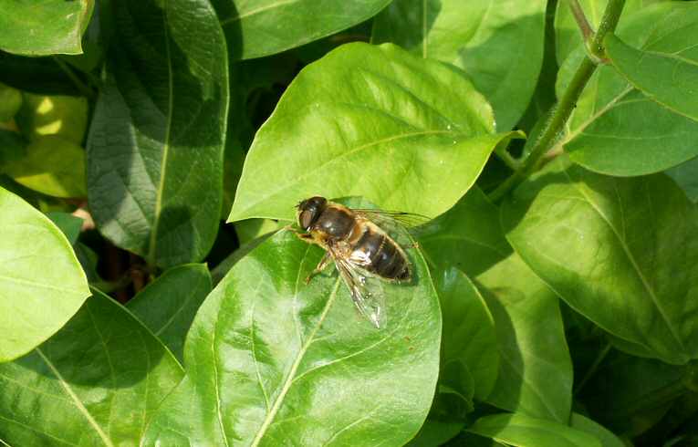 Eristalis tenax