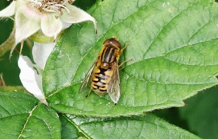 Parhelophilus frutetorum?