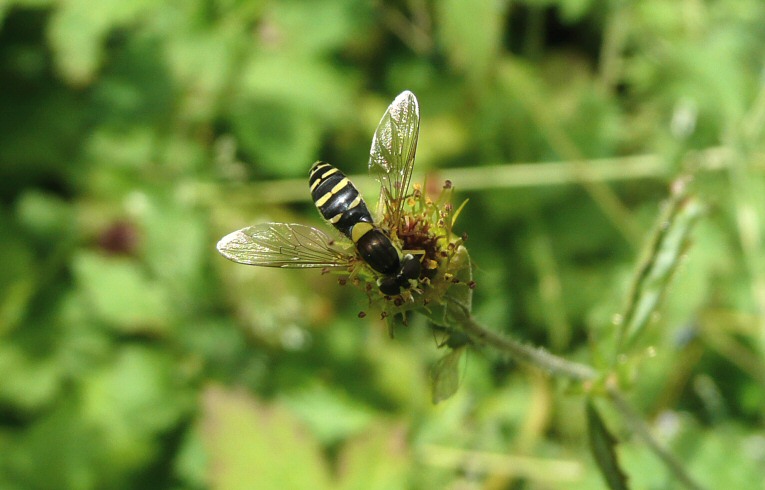 Sphaerophoria rueppillii