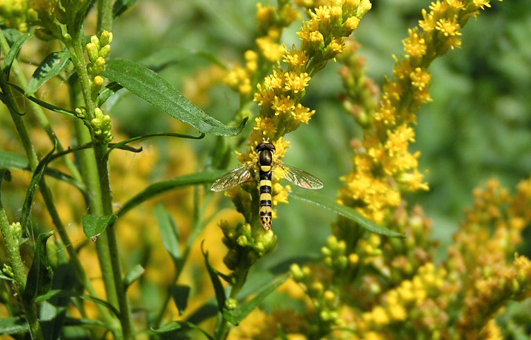 Sphaerophoria scripta