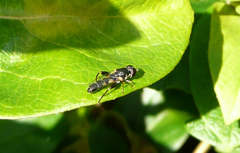 Syritta pipiens