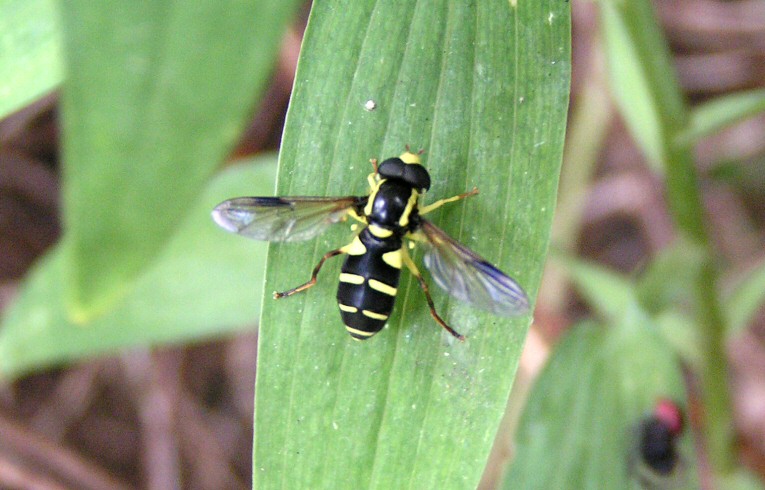 Xanthogramma pedissequum