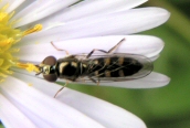 Platycheirus clypeatus?