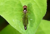 Baccha elongata