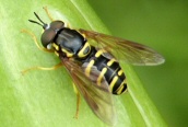 Chrysotoxum festivum