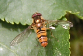 Episyrphus balteatus
