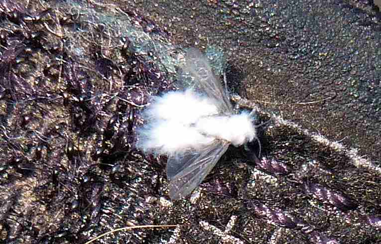 Eriosoma (lanigerum) ?