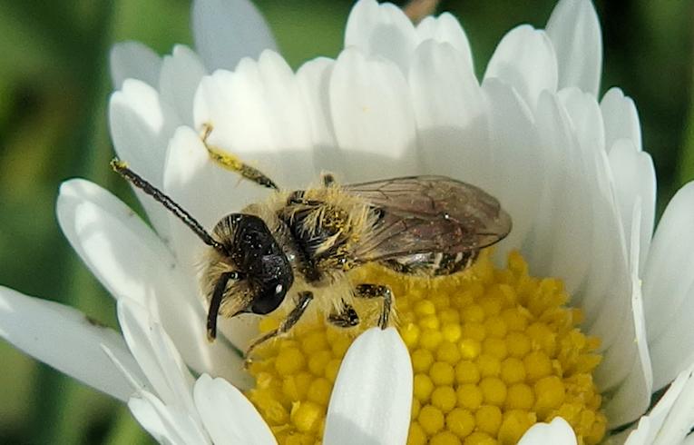 Andrena chrysosceles