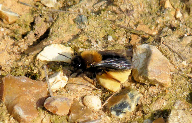 Andrena clarkella