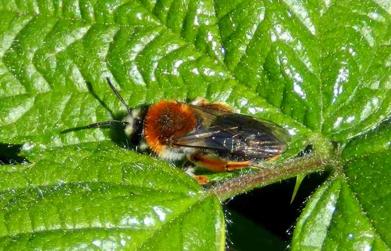Andrena haemorrhoa