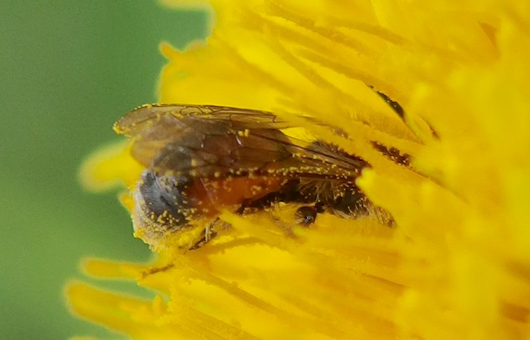 Andrena labiata