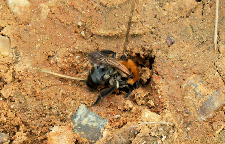 Andrena nitida