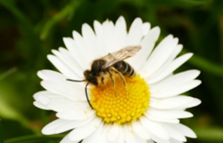 Andrena (wilkella ?)