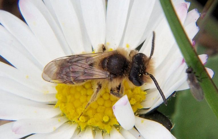 Andrena flavipes