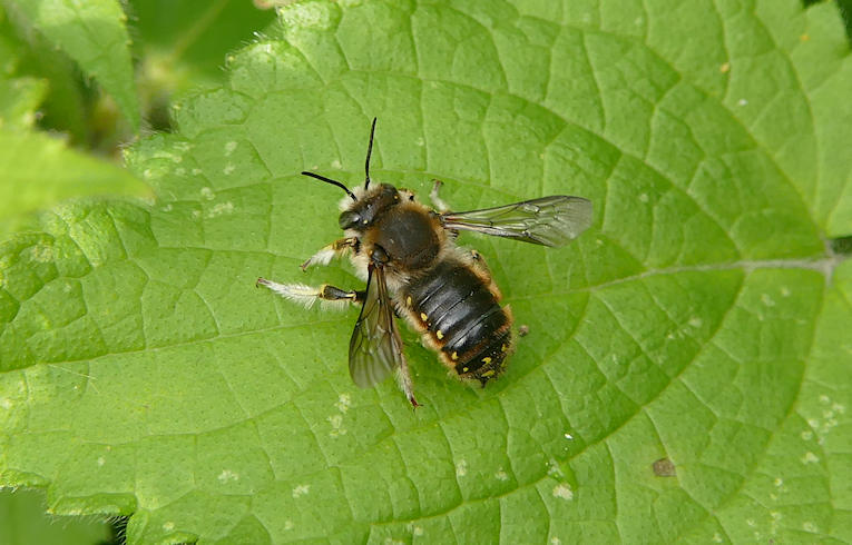 Anthidium manicatum