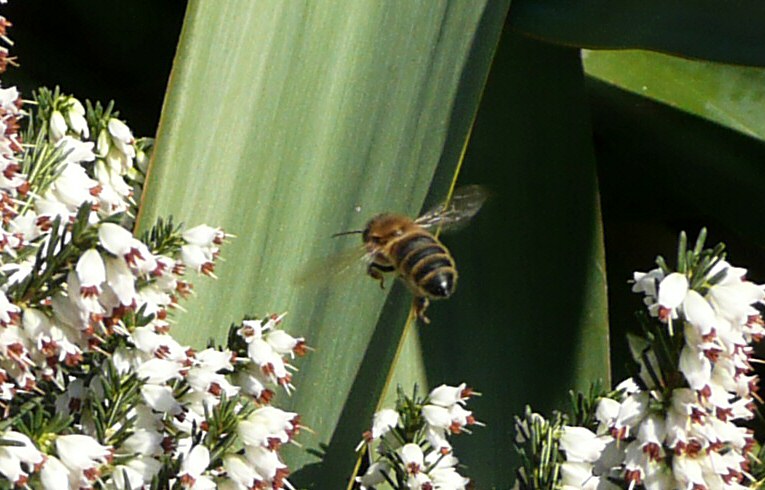Apis mellifera