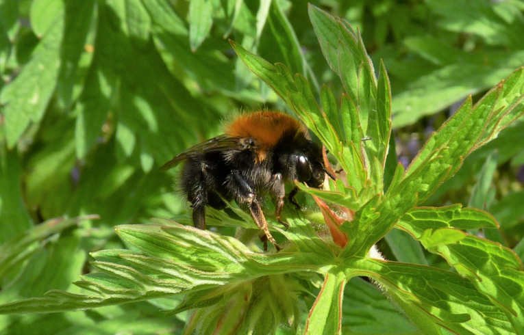 Bombus hypnorum