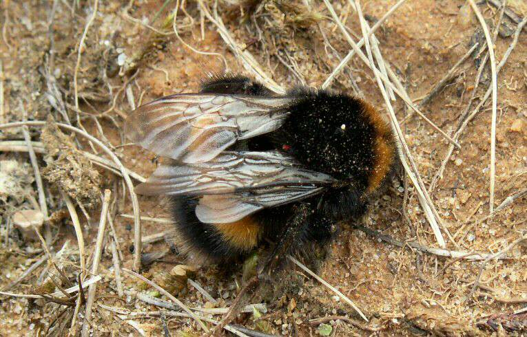 Bombus terrestris
